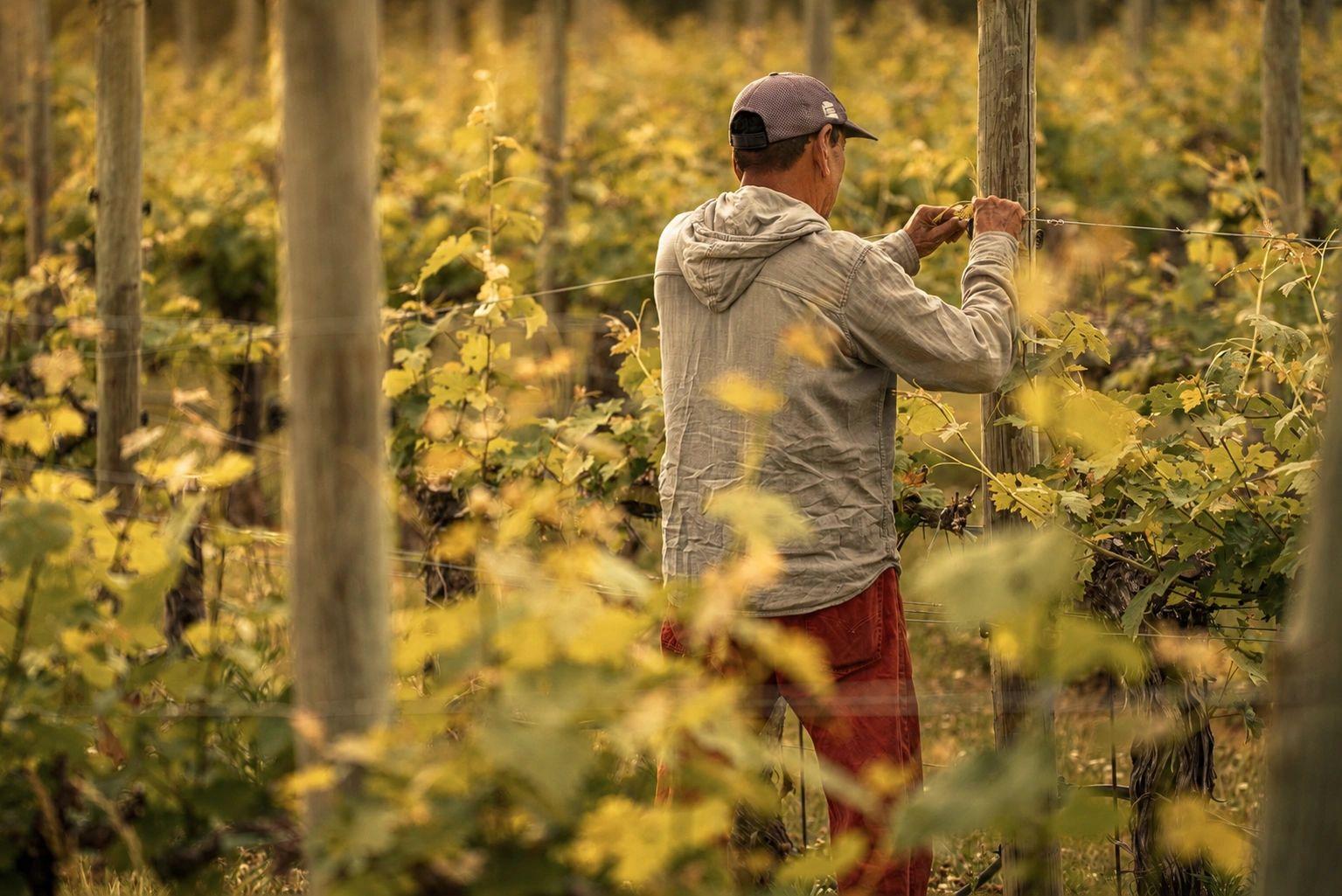 Vigneron au travail dans les rangs de vigne