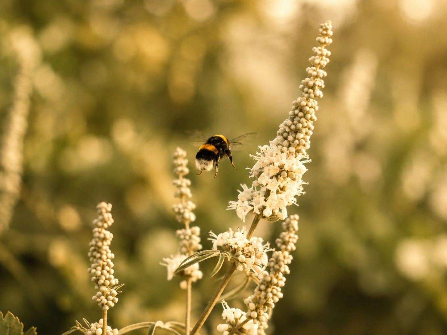 Fleurs sauvages et insecte butineur dans la lumière du soir